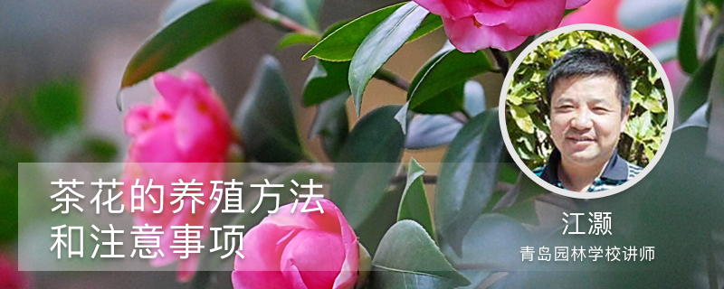 茶花的养殖方法和注意事项 茶花的养殖方法和注意事项
