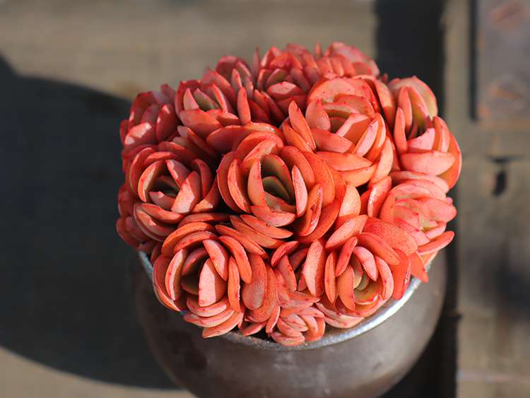多肉秀妍 Echeveria Sunyan 多肉秀妍 Echeveria Sunyan