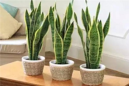 虎皮兰 虎皮兰