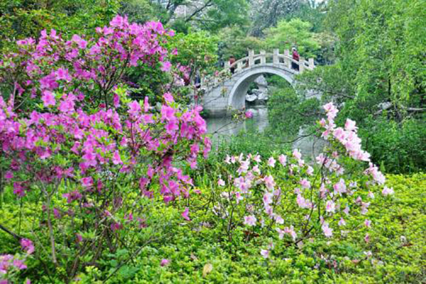 杜鹃花放在客厅好吗 杜鹃花放在客厅好吗