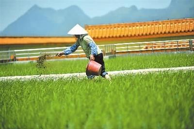 水稻后期如何施肥?