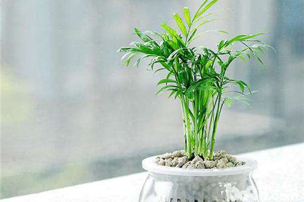 袖珍椰子怎么修剪 袖珍椰子怎么修剪