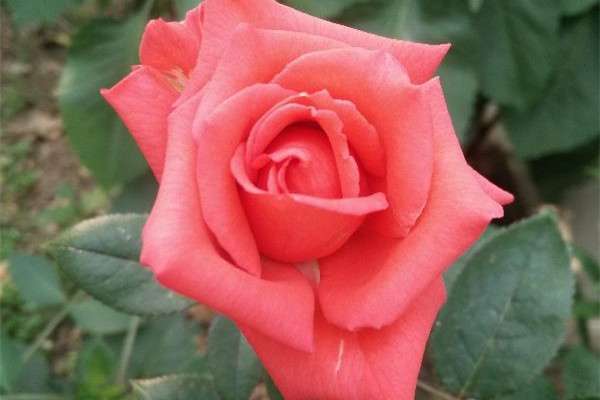 月季花春季管理方法 月季花春季管理方法