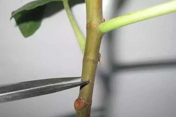 扦插太麻烦?这么做,不用管就生根 扦插太麻烦?这么做,不用管就生根
