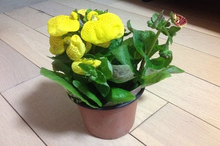 荷包花 荷包花