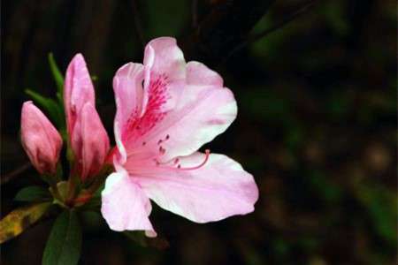 杜鹃花 杜鹃花