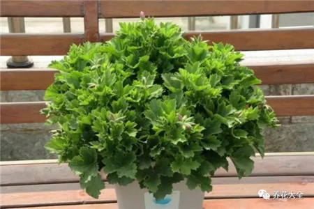 第3-4次摘心 第3-4次摘心