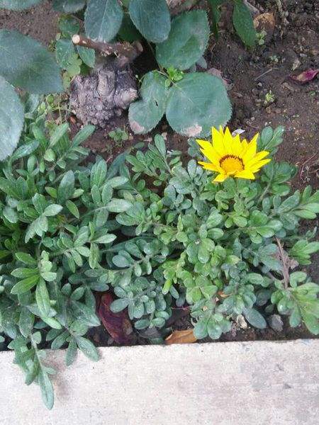 勋章菊地栽 勋章菊地栽