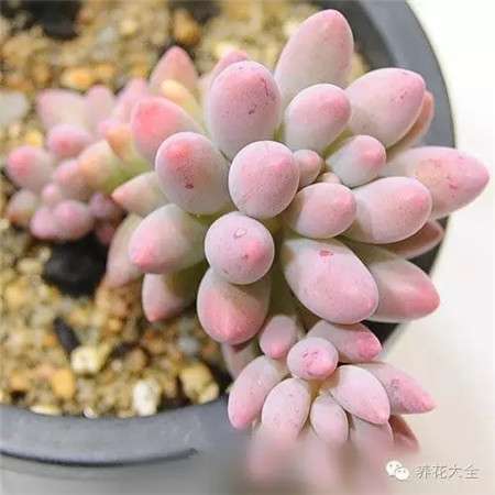 多肉的土壤 多肉的土壤