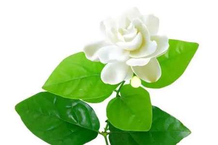 茉莉花 茉莉花