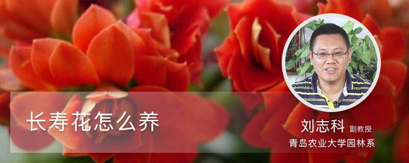 长寿花怎么养 长寿花怎么养