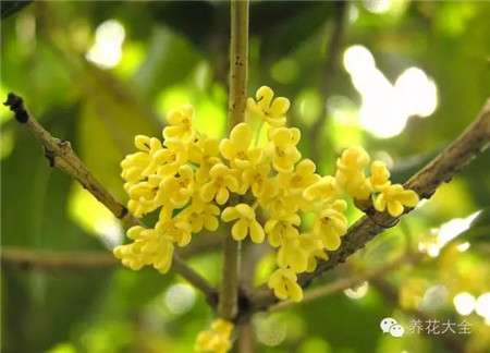 桂花 桂花
