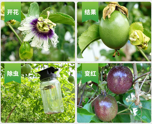 百香果 百香果