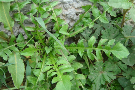 荠菜 荠菜