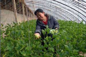 甜瓜种植技术与管理方法，大棚和露地甜瓜种植时间