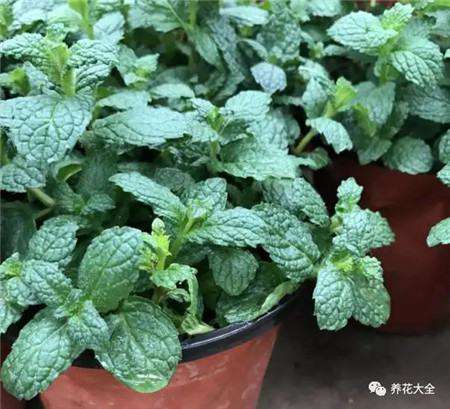 薄荷 薄荷
