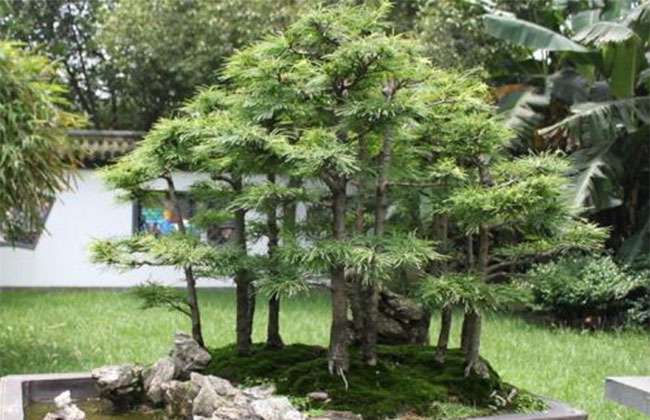 金钱松盆景造型技术 金钱松盆景造型技术