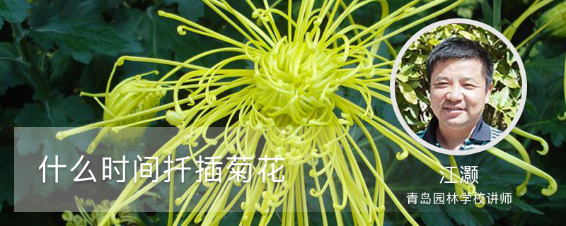 什么时间扦插菊花 什么时间扦插菊花