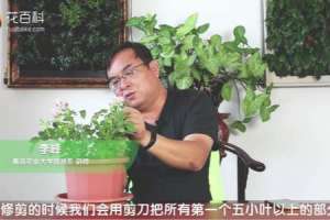 月季开花后如何修剪