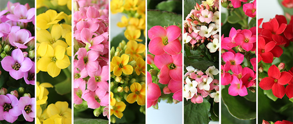 长寿花 长寿花