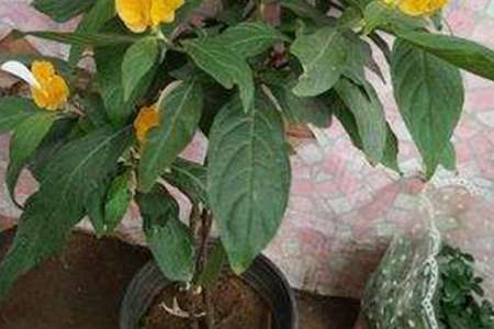 黄金塔花 黄金塔花