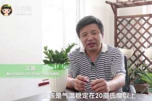 金钱树怎么分株