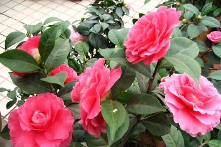 茶梅 茶梅