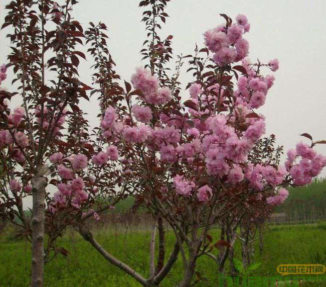 樱花怎么育苗? 樱花怎么育苗?