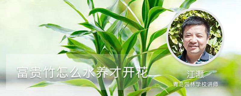 富贵竹怎么水养才开花,怎么样才能更旺盛 富贵竹怎么水养才开花,怎么样才能更旺盛