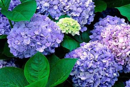 绣球花 绣球花