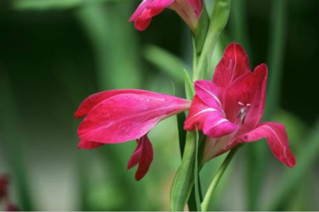 鲜花 鲜花
