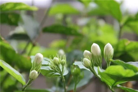 茉莉 茉莉