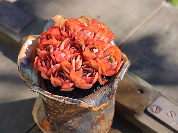 多肉秀妍 Echeveria Sunyan 多肉秀妍 Echeveria Sunyan