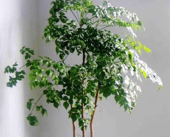 幸福树 幸福树
