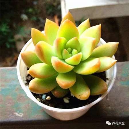 黄丽 黄丽