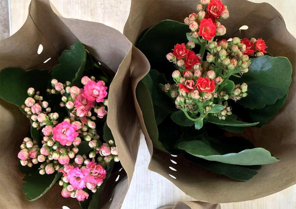 长寿花 长寿花