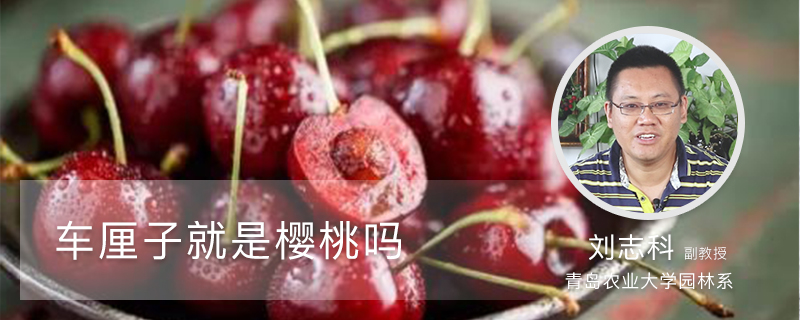 车厘子就是樱桃吗 车厘子就是樱桃吗