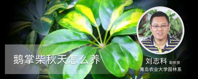 鹅掌柴秋天怎么养 鹅掌柴秋天怎么养