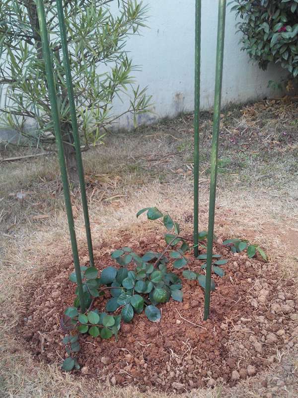 玛格丽特王妃花柱养成记 玛格丽特王妃花柱养成记