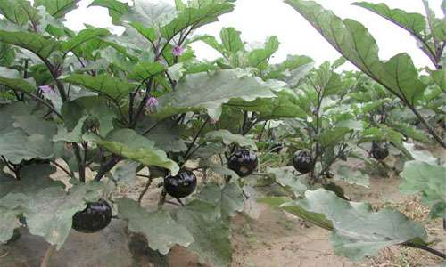 种植茄子高产施肥技术