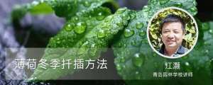 薄荷冬季扦插方法