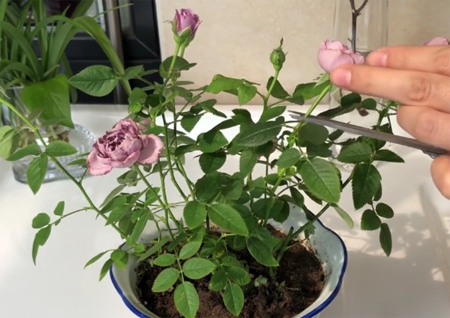 1531128347102888.png 网购回来的月季花如何处理才能让月季花不遭受病虫害