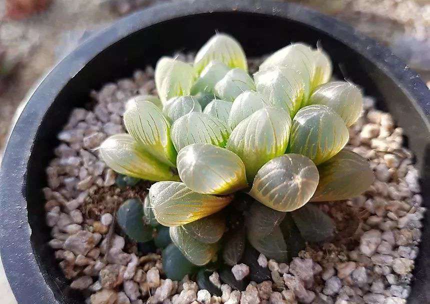 玉露 玉露