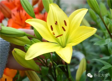 百合 百合