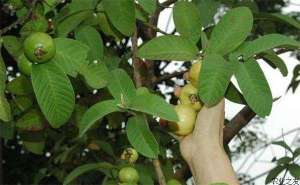 番石榴种植的嫁接育苗