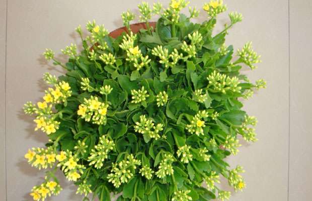 长寿花46.jpg