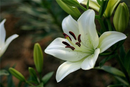 百合花 百合花