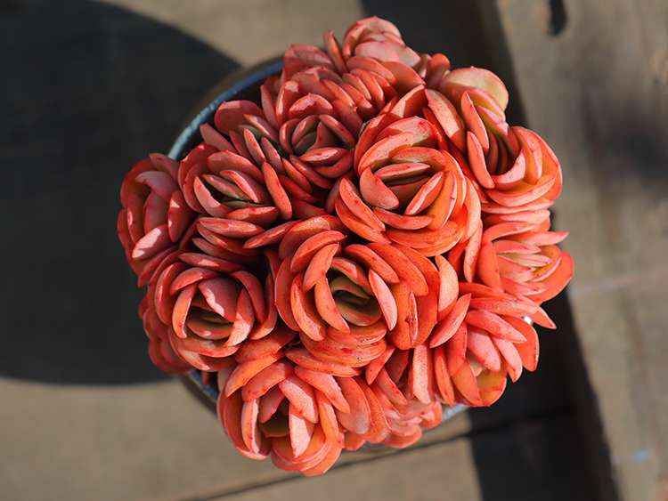多肉秀妍 Echeveria Sunyan 多肉秀妍 Echeveria Sunyan