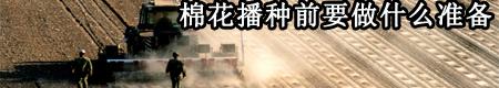 棉花有哪些常见病害?