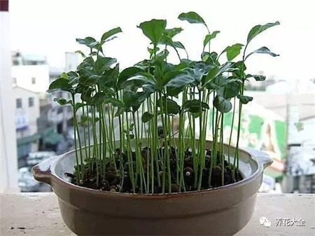 橘子籽盆栽 橘子籽盆栽